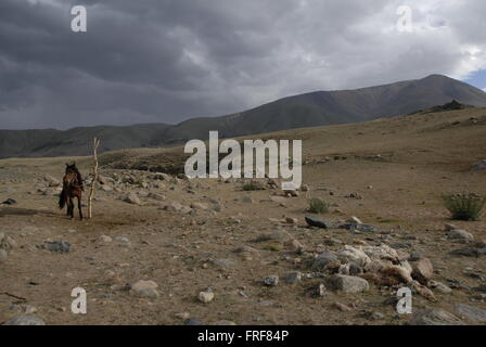 Mongolia - 18/07/2010 - Mongolia - il cavallo in Altai - Sandrine Huet / Le Pictorium Foto Stock