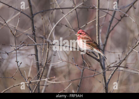 Il Purple finch (Haemorhous purpureus) in inverno uccelli nel finch la famiglia Fringillidae. Foto Stock