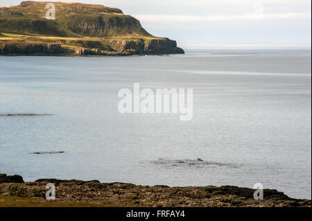 Una scuola di delfino comune in Calgary Bay l'Isle of Mull Foto Stock