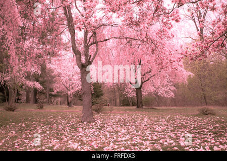 Di un bel colore rosa Fiori di Ciliegio albero a primavera Foto Stock
