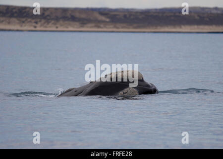 Piscina di balena nel golfo della Penisola valdez, Patagonia, Argentina Foto Stock