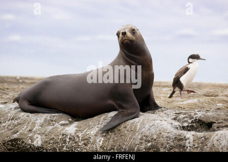 Femmina di leone marino sudamericano in penisola Valdez, Patagonia, Argentina Foto Stock