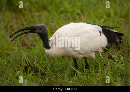 Africa ibis sacri sul prato di Amboseli National Park Foto Stock