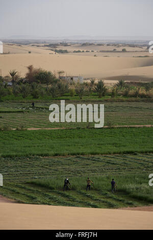 Una squadra di operai utilizzare strimmers in fertili campi dove l'agricoltura è molto importante per la sopravvivenza, a Bedhal a Dahkla oasi, Western Desert, Egitto dove la disponibilità di acqua determina il settore agricolo la vita economica in un oasi village. Dakhla Oasis consiste di varie comunità, lungo una stringa di sub-oasi. I principali insediamenti sono Mut (più pienamente Mut el-Kharab e chiamata anticamente Mothis), El-Masara, Al-Qasr, Qalamoun, insieme con numerosi piccoli villaggi. .. (Didascalia continua nella descrizione). Foto Stock