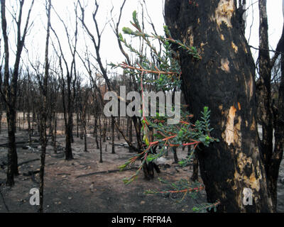 Preston Beach, a sud-ovest del Western Australia - 22 Marzo 2016 - Tiny nuovi germogli emergenti dal tronco annerito di melaleuca (paperbark) tree in un fuoco di risposta di rigenerazione denominato epicormic germogliazione. I primi segni di ricrescita dopo la devastante Gennaio 2016 bushfires stanno cominciando ad essere visto in alcuni dei nativi australiani di ecosistemi di foresta nella regione a seguito delle recenti piogge. Credito: Suzanne lunghe/Alamy Live News Foto Stock