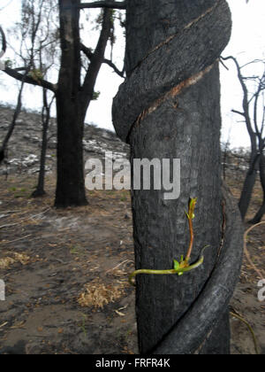 Preston Beach, a sud-ovest del Western Australia - 22 Marzo 2016 - piccoli germogli verdi di un vitigno autoctono (eventualmente Hardenbergia) lo spago attorno annerite tronchi d'albero. I primi segni di ricrescita dopo la devastante Gennaio 2016 bushfires stanno cominciando ad essere visto in alcuni dei nativi australiani di ecosistemi di foresta nella regione a seguito delle recenti piogge. Credito: Suzanne lunghe/Alamy Live News Foto Stock