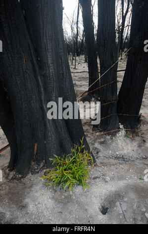 Preston Beach, a sud-ovest del Western Australia - 22 Marzo 2016 - piccoli germogli verdi di menta piperita native tree (Agonis flexuosa) emergono in prossimità della base della annerite tronchi d'albero. I primi segni di ricrescita dopo la devastante Gennaio 2016 bushfires stanno cominciando ad essere visto in alcuni dei nativi australiani di ecosistemi di foresta nella regione a seguito delle recenti piogge. Credito: Suzanne lunghe/Alamy Live News Foto Stock