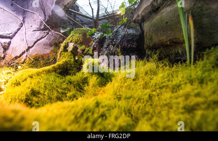 Gijon, Spagna. Xxii marzo, 2016. Una piccola cascata presso l'Aquarium di Gijon Giornata mondiale dell'acqua su Marzo 22, 2016 a Gijon, Spagna. Credito: David Gato/Alamy Live News Foto Stock