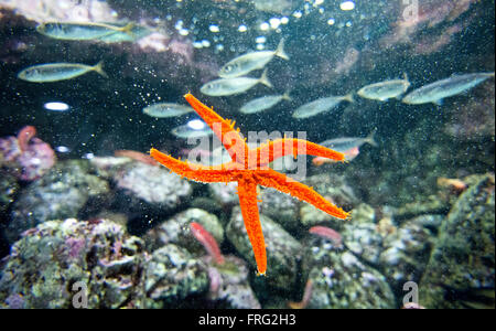 Gijon, Spagna. Xxii marzo, 2016. Starfish (Asteroidea) presso l'Aquarium di Gijon Giornata mondiale dell'acqua su Marzo 22, 2016 a Gijon, Spagna. Credito: David Gato/Alamy Live News Foto Stock