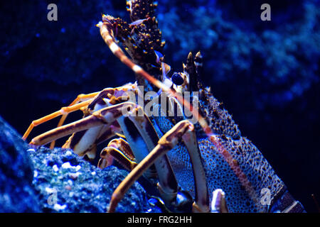 Gijon, Spagna. Xxii marzo, 2016. Comune di Aragosta (Palinurus elephas) presso l'Aquarium di Gijon Giornata mondiale dell'acqua su Marzo 22, 2016 a Gijon, Spagna. Credito: David Gato/Alamy Live News Foto Stock