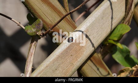 Nero con macchie di colore rosso coccinella sulla recinzione di legno Foto Stock