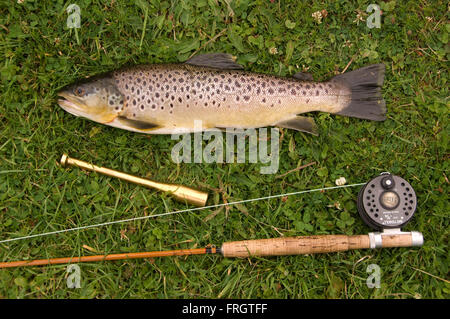 Appena pescato la trota marrone (Salmo trutta) sull'erba del fiume Test in Hampshire,UK,con l'asta e la linea utilizzata.La pesca sportiva Foto Stock