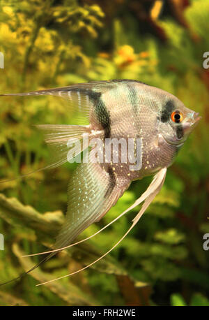 Angelfish Foto Stock