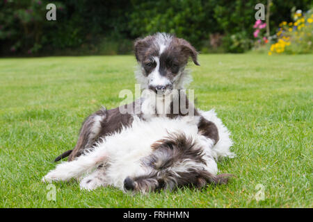 Lurcher cucciolo e Jack Russell amicizia Foto Stock