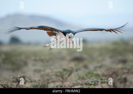 Marabou stork nel Masai Mara Parco Nazionale del Kenya Foto Stock