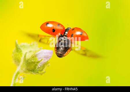 7 spot ladybird volare una pianta selvatica Foto Stock