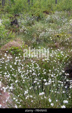 Hare's-coda (cottongrass Eriophorum vaginatum) Foto Stock