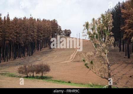 La pendenza in salita dopo l incendio di foresta di conifere bruciato , corridoio per linea di potenza, country road, striscia di erba fresca al di sotto, eucalipto Foto Stock