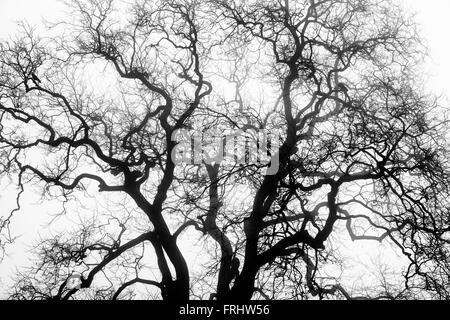 Misty quercia rami nella nebbia. Regno Unito Foto Stock