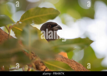 Indian treepie, chiamato anche rufous treepie in Ranthambhore National Park Foto Stock