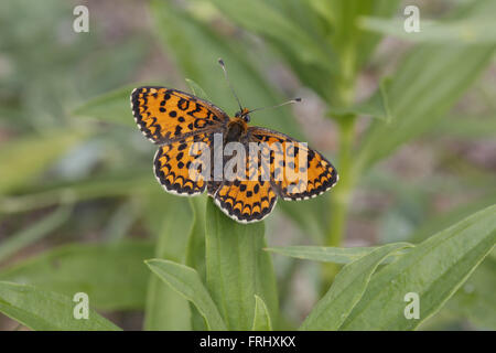 Lesser Spotted Fritillary, Melitaea trivia, lato superiore Foto Stock