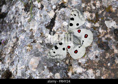 Apollo Parnassius apollo, femmina Foto Stock