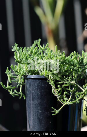 Mesembryanthemum così malva faccia di maiale Foto Stock