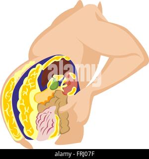 Persona di grasso grasso corporeo sulla pancia in sezione trasversale. Illustrazione Vettore nel corpo gli uomini che soffrono di obesità. L'obesità di intern Illustrazione Vettoriale