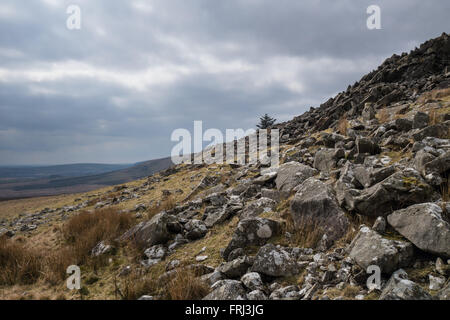 Un albero che cresce su Carn Menyn, Preseli Hills, Pembrokeshire, Wales, Regno Unito Foto Stock