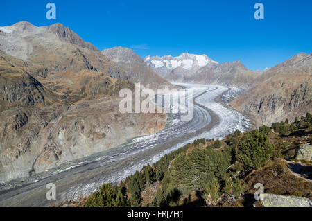 Grosser Aletschgletscher, il più lungo ghiacciaio delle Alpi su una soleggiata giornata autunnale. Valais / Wallis, Svizzera. Foto Stock