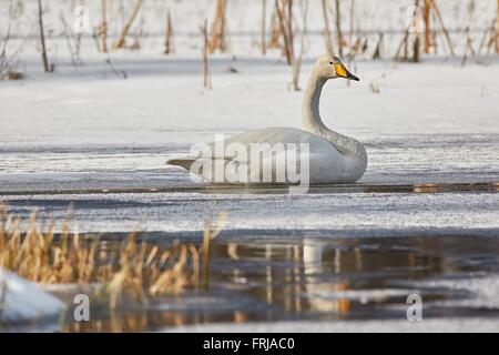 Whooper swan (Cygnus Cycnus) appoggiato sul ghiaccio di un lago ghiacciato in Finlandia in inverno. La riflessione del cigno nell'acqua. Foto Stock