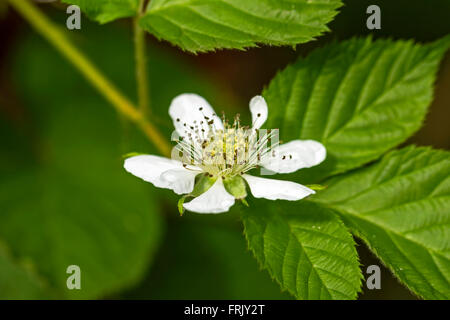 Bel fiore di blackberry nel giardino estivo Foto Stock