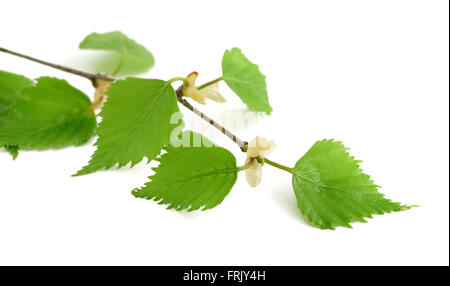 Ramo di betulla con foglie isolato su bianco. Foto Stock