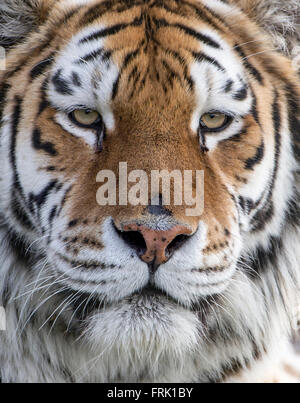 Femmina (Amur Siberian) tiger (extreme close-up) Foto Stock