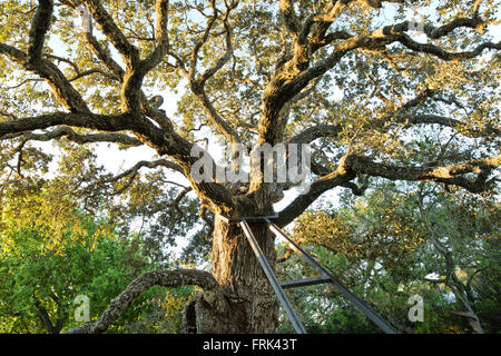 Coastal Live Oak, supportato da una struttura in ferro. Texas. Foto Stock