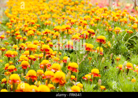 Tagete colore giallo in molti fiori impianto. messa a fuoco selettiva Foto Stock