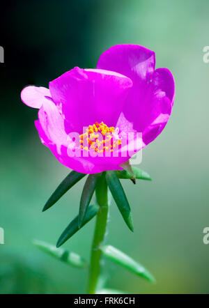 Purslane comune fiore in giardino Foto Stock