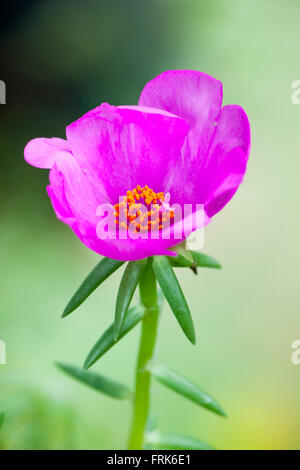 Purslane comune fiore in giardino Foto Stock