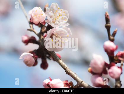 Fiori albicocca su sfondo sfocato Foto Stock