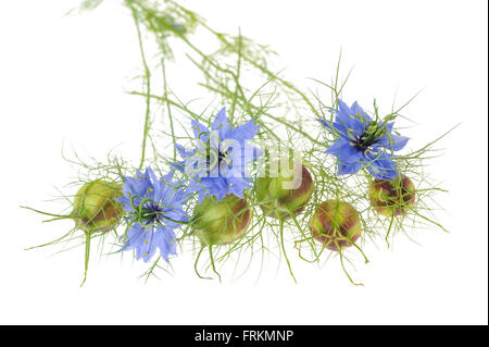 Nigella fiori con cialde isolato su bianco Foto Stock