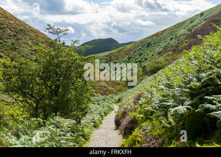 Nella cardatura Mill Valley, sulla lunga cresta Mynd, vicino a Church Stretton, Shropshire, Inghilterra, Regno Unito Foto Stock