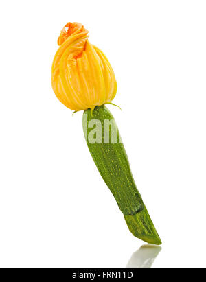 Squash blossom isolati su sfondo bianco Foto Stock