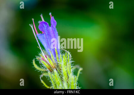 La Viper Bugloss Echium vulgare fiore Foto Stock