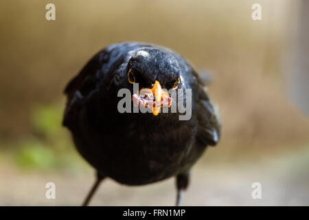 Maschio adulto Blackbird Turdus merula con il cibo nel becco Foto Stock