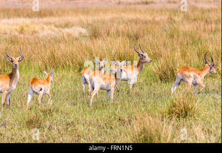 Lechwe rosso (Kobus leche) in erba lunga, Sandibe Camp, mediante la Moremi Game Reserve, Okavango Delta, il Kalahari, Botswana, Sud Africa Foto Stock