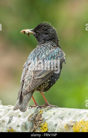 Comune di Starling Sturnus vulgaris la raccolta di cibo per i giovani in piedi su un ramo di albero Foto Stock