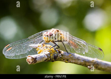 Ruddy femmina Darter Sympetrum sanguineum dragonfly in appoggio sul ramo Foto Stock