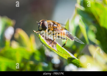 Hoverfly Myathropa florea appoggiata su una foglia noto come una Vespa mimare fly Foto Stock