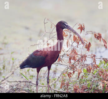 Ibis lucido in Florida zone umide Foto Stock