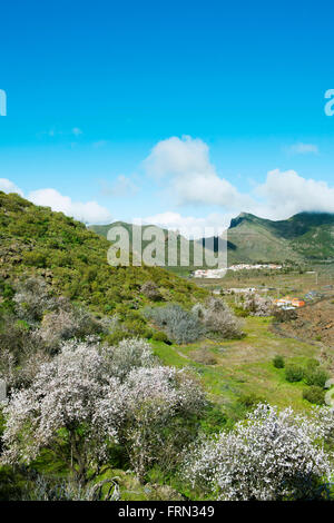 Spanien, Teneriffa, Las Manchas, blühende Mandelbäume Foto Stock